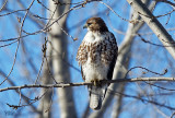 Buse à queue rousse - Red-tailed Hawk