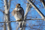 Buse à queue rousse - Red-tailed Hawk