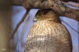 Épervier de Cooper - Cooper's Hawk