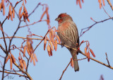 Roselin familier - House finch