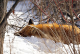 Renard roux - Red fox