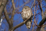 Chouette raye - Barred owl