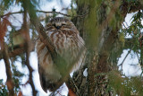 Petite nyctale - Northern Saw-whet owl