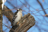 Pic mineur - Downy woodpecker