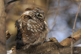 Nyctale de Tengmalm - Boreal owl