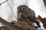 Nyctale de Tengmalm - Boreal owl