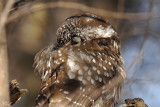Nyctale de Tengmalm - Boreal owl