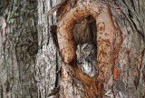 Petit-duc maculé - Eastern Screech-owl