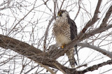 Faucon plerin - Peregrine Falcon