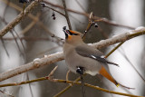 Jaseur boréal - Bohemian waxwing