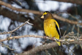 Gros-bec errant - Evening grosbeak
