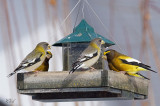 Gros-bec errant - Evening grosbeak