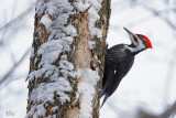 Grand pic - Pileated woodpecker
