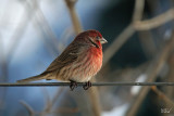 Roselin familier - House finch