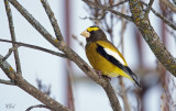Gros-bec errant - Evening Grosbeak