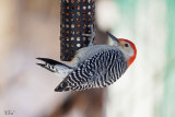 Pic à ventre roux - Red-bellied woodpecker