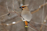 Jaseur boral - Bohemian waxwing