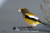 Gros-bec errant - Evening Grosbeak