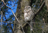 Chouette rayée - Barred owl