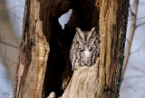 Petit-duc maculé - Eastern Screech-owl