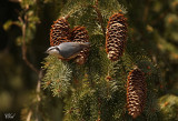 Sittelle à poitrine rousse - Red-breasted Nuthatch