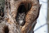 Petit-duc maculé - Eastern Screech-owl