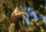 Bec-crois des sapins - Red Crossbill (fem)