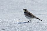 Alouette hausse-col - Horned lark