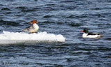 Grand harle - Common Merganser