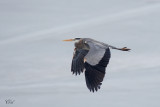 Grand héron - Great blue heron