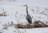 Grand héron - Great blue heron