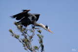 Grand héron - Great blue heron