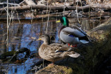 Canard colvert - Mallard