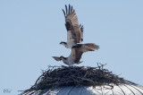 Balbuzard - Osprey