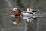 Canard mandarin - Mandarin duck