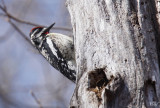 Pic maculé - Yellow-bellied Sapsucker