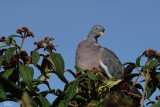 Oiseaux de Croatie - Croatia Birds