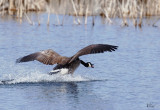 Bernache du Canada - Canada goose