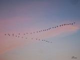 Voilier au coucher de soleil - Geese in flight at sunset