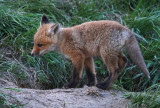 Renardeau - Young fox
