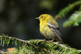 Paruline des pins - Pine warbler