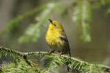 Paruline des pins - Pine warbler