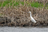 Aigrette neigeuse.- Snowy egret