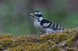 Pic mineur - Downy woodpecker