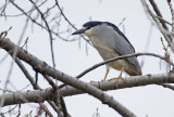 Bihoreau gris - Black-crowned Night-heron