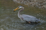 Grand héron - Great blue Heron