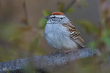 Bruant familier - Chipping Sparrow