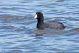 Foulque dAmrique - American coot