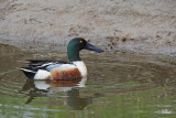 Canard souchet - Northern shoveler