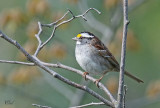 Bruant  gorge blanche - White-throated sparrow